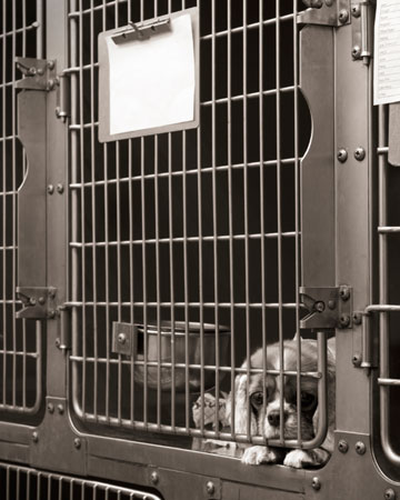 Bing : dog cages for cheap language:en