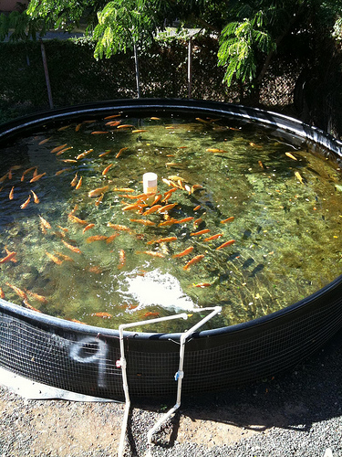 Cheap chlorine
