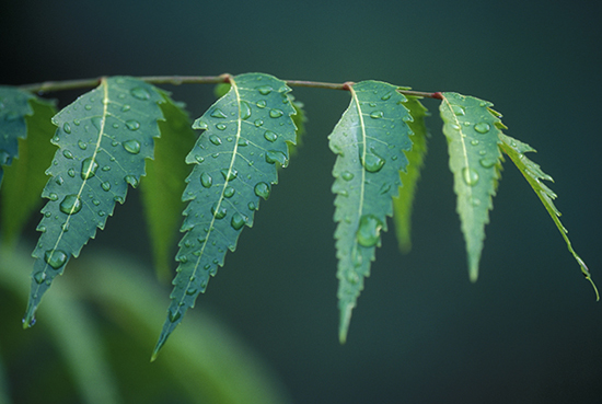 Bing : where to buy chai tea language:en
